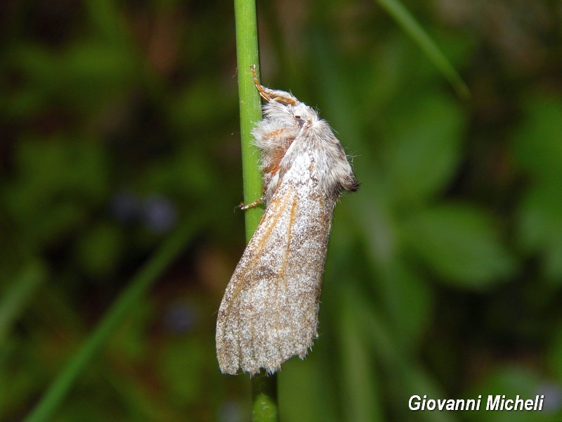 Falena da ID - Calliteara pudibunda